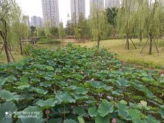 -沐仙湖湿地公园