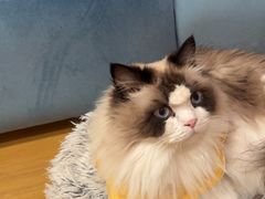 -滚猫咖啡·猫咖·猫友好撸猫(未来城店)