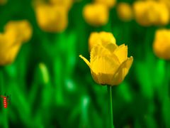 -长春公园(普阳街道)