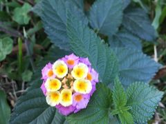 -松山湖梦幻百花洲