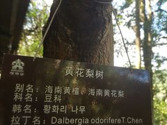 -海南槟榔谷黎苗文化旅游区