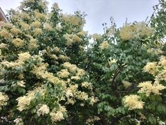 -北京市海淀区翠微小学