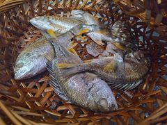 烏頭魚飯-长平老姿娘夜粥(平东一街店)