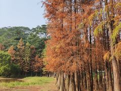 -番禺大夫山森林公园