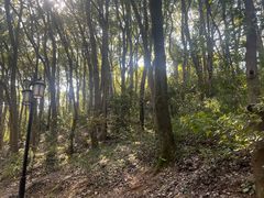 -苏州上方山国家森林公园