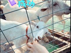 -前小桔亲子创意农场·草莓采摘·露营烧烤