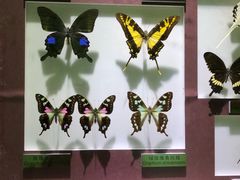 -上海昆虫博物馆