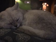 -猫猫幼稚园·撸猫·桌游·电玩