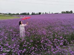 -紫颐香薰山谷景区