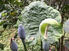 -南宁良凤江国家森林公园