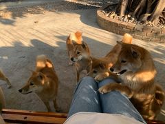 -柴犬高等学院·狗咖·柴犬售卖·宠物训练