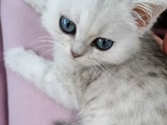 -欣宠猫屋·矮脚拿破仑·蓝金金渐层