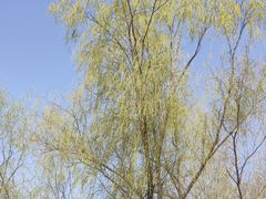 -大兴滨河森林公园