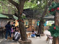 -柴犬高等学院·狗咖·柴犬售卖·宠物训练