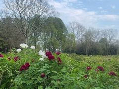 -洛阳市隋唐城遗址植物园