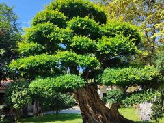 -荔枝公园(福田区)