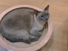 -滚猫咖啡·猫咖·猫友好撸猫(未来城店)