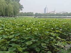 -莲花池公园