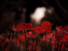 -白塘生态植物园