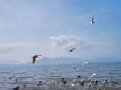 -深圳湾公园(南山区)