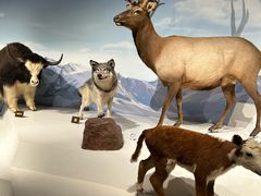 -陕西自然博物馆