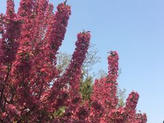-海棠花溪(元大都城垣遗址公园)