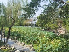 -莲湖公园