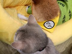 -逗柴咖啡屋·狗咖猫咖宠物桌游