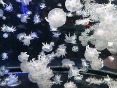 -太平洋海底世界