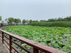 -绿堤公园
