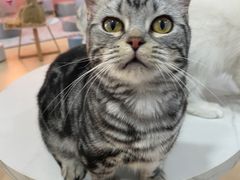 -喵宠乐园·撸猫互动·猫舍