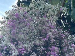 -深圳国际园林花卉博览园