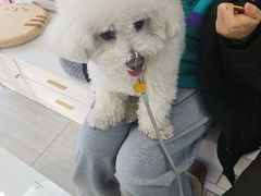 -全心全意连锁动物医院·微创中心·内科急重症·心脏专科(丰管路店)