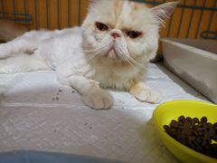 -美联众合动物医院(·中兽医·疑难杂症·严家桥分院)