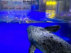 -合肥海洋世界
