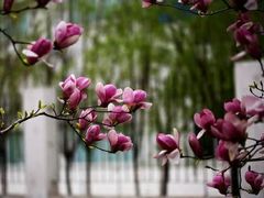 -国家植物园