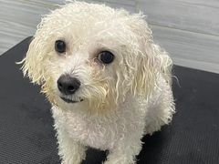 -瑞派名望24h动物医院异宠专科·猫专科·骨科·重症监护分院