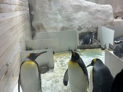 -大连圣亚海洋世界