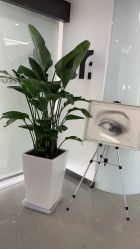 -处女座·MISS VIRGO·半永久纹眉野生眉