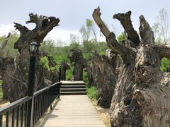 -鲤鱼山公园