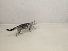 -共舞时光猫咖·狗咖(新街口店)