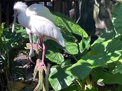 -奥兰多迪士尼动物王国乐园