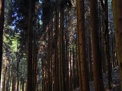 -武陵山森林公园