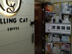 -滚猫咖啡·猫咖·猫友好撸猫(未来城店)