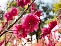-桃花涧