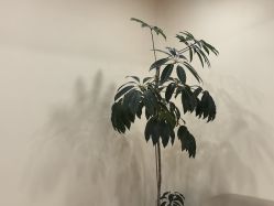 -HEYAN荷妍专业脱毛连锁机构