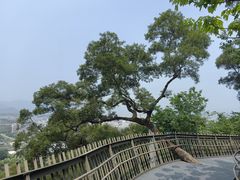 -福道
