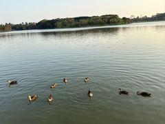 -海珠湖公园