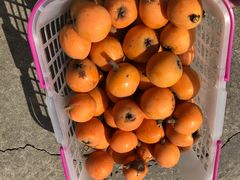 -塘栖枇杷特色园区