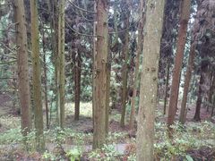 -山王坪喀斯特国家生态公园